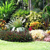 Tropical Landscaping (Foliage, Shrubs, P