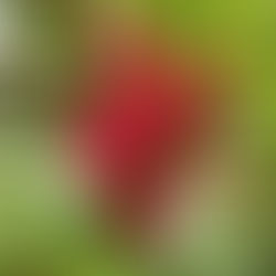 What’s so ‘Miracle’ in Miracle Fruit?