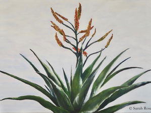 An Aloe