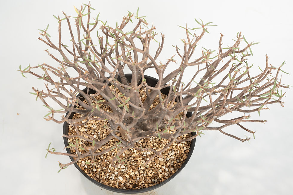 サムネイル： Euphorbia balsamifera　ユーフォルビア　バルサミフェラ