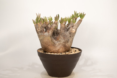 パキポディウム イノピナツム Pachypodium inopinatum Pachypodium inopinatum （パキポディウム イノピナツム）BBY流の育て