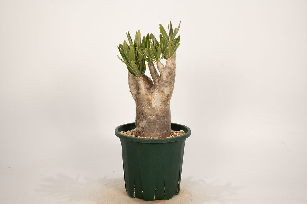 サムネイル： Pachypodium rosulatum var. inopinatum　イノピナツム