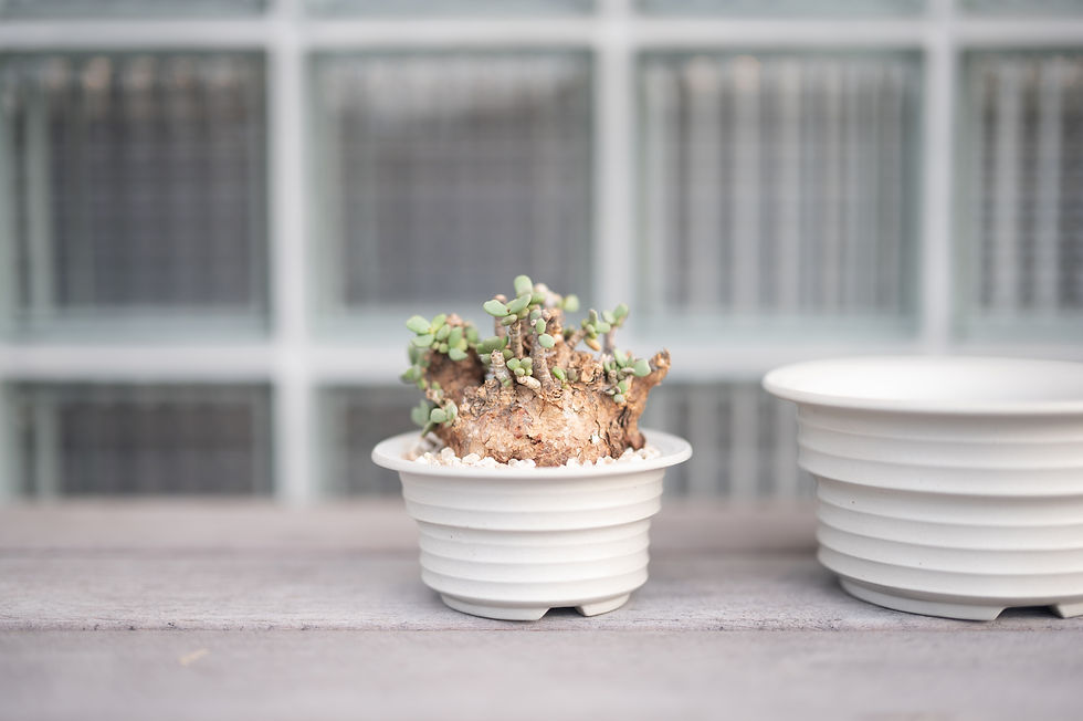 サムネイル： ULIR BOWL 01  IVORY
