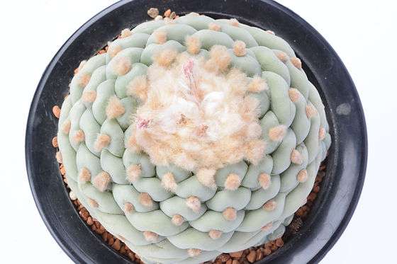 特良谷田貝大疣銀冠玉 | Cactus Green