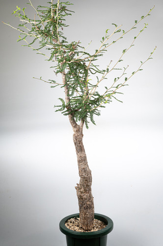 Operculicarya hyphaenoides オペルクリカリア ヒファエノイデスの複製