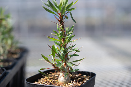 極太・良色　フォークイエリアプルプシー　Fouquieria purpusii フォークイエリア プルプシー / Fouquieria purpusii no.80616