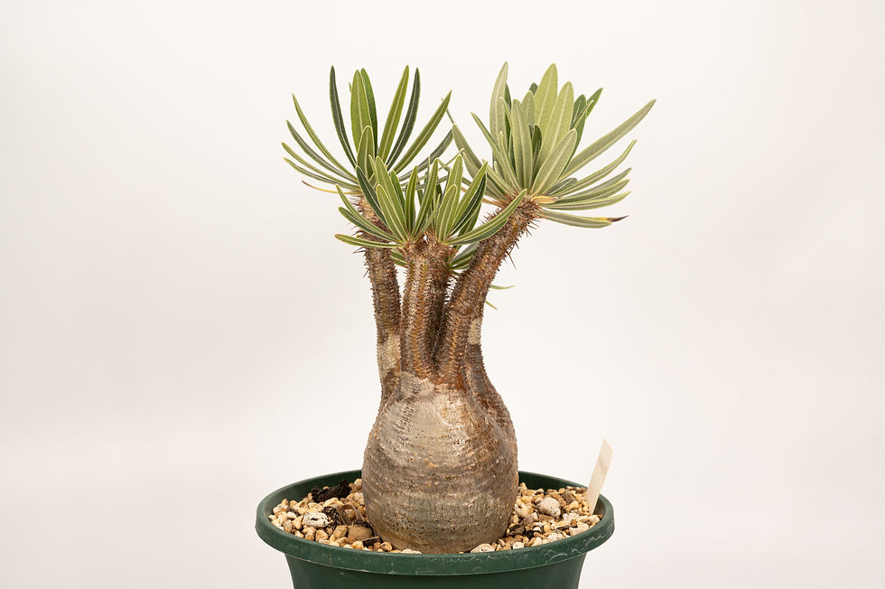 パキポディウム グラキリス Pachypodium gracilius ③ パキポディウム グラキリス 3頭 | GREEN LUCK