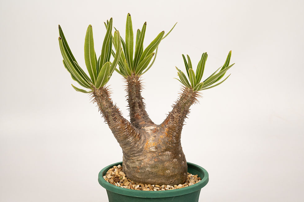 サムネイル： Pachypodium Gracilius パキポディウム グラキリス