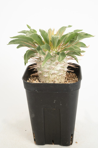 Pachypodium namaquanum パキポディウム 光堂 | Cactus Green Pachypodium namaquanum パキポディウム 光堂 | Cactus Green