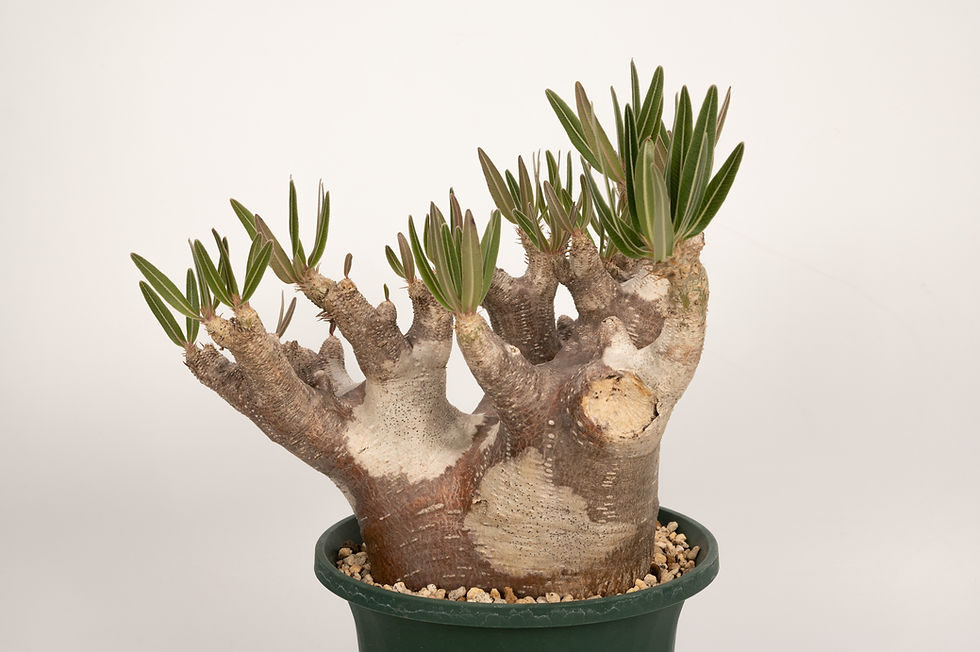サムネイル： Pachypodium rosulatum var. inopinatum　イノピナツム