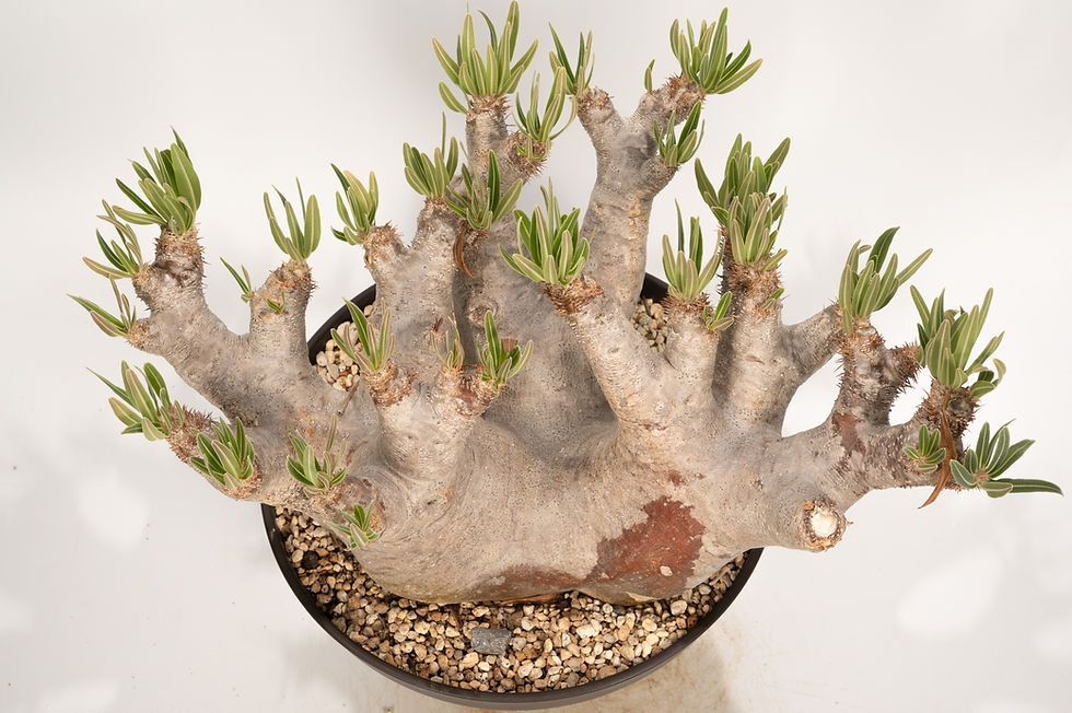 サムネイル： Pachypodium rosulatum var. inopinatum　イノピナツム