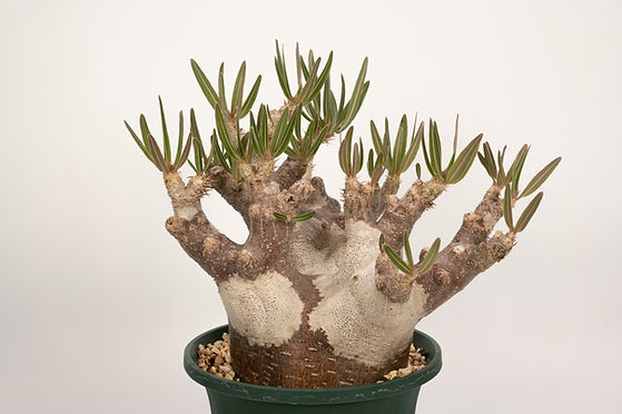 Pachypodium rosulatum var. inopinatum イノピナツム | Cactus Green