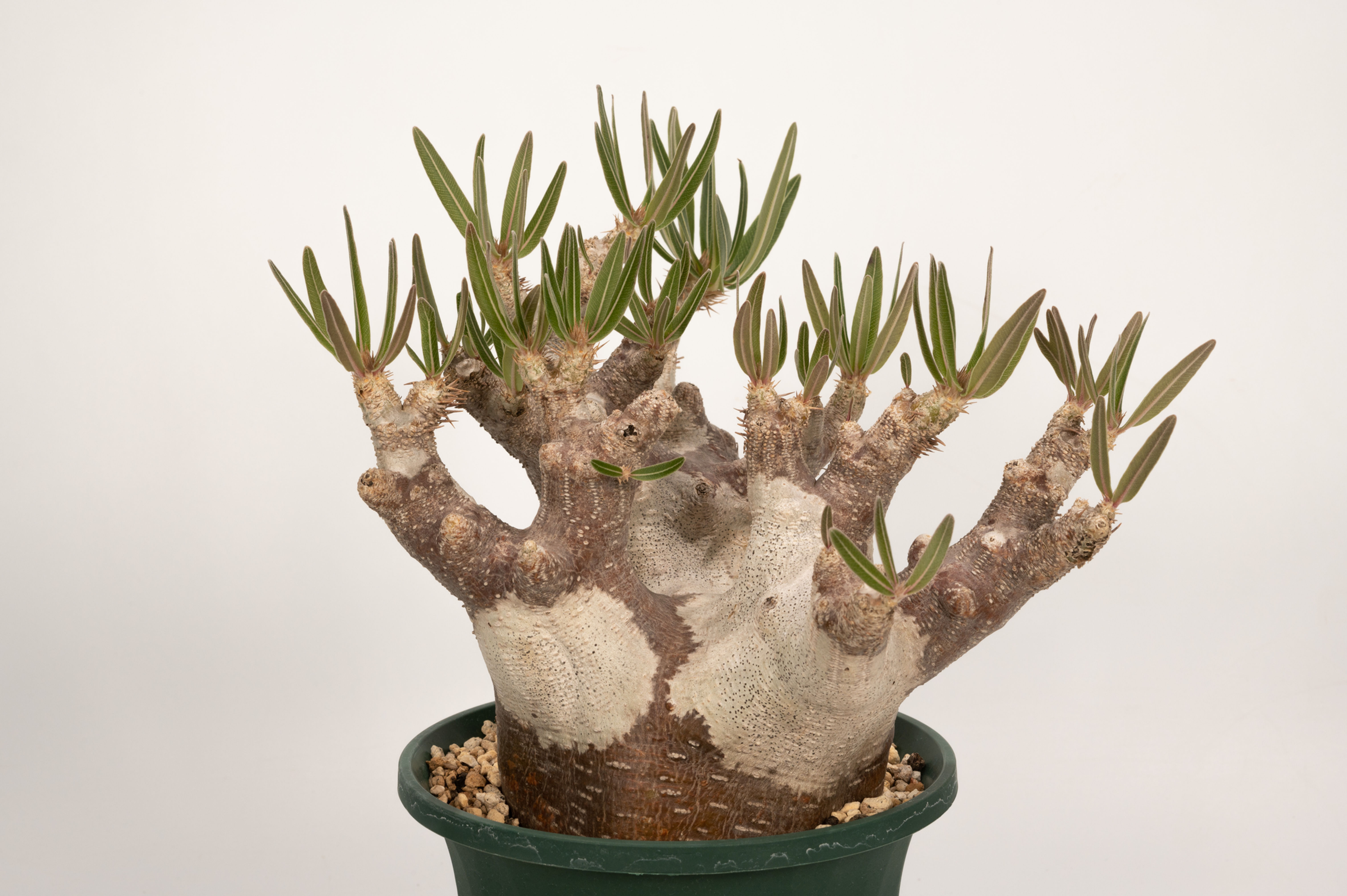 Pachypodium rosulatum var. inopinatum　イノピナツム