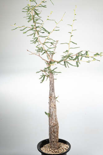 Operculicarya hyphaenoides オペルクリカリア ヒファエノイデス