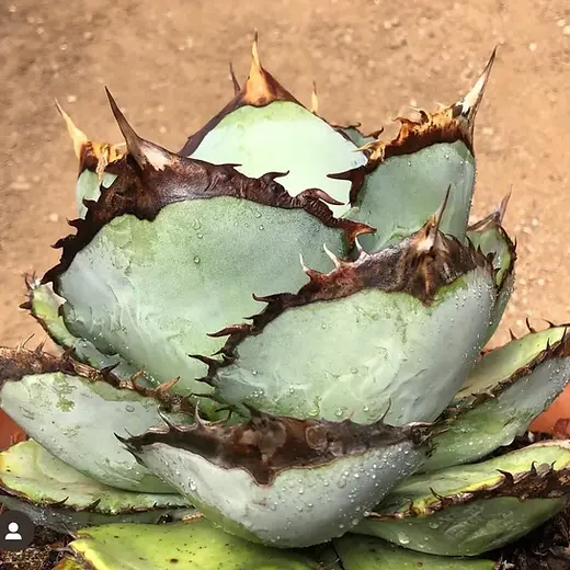 アガベ チタノタ 種類 | CACTUS GREENで厳選された美しいアガベを