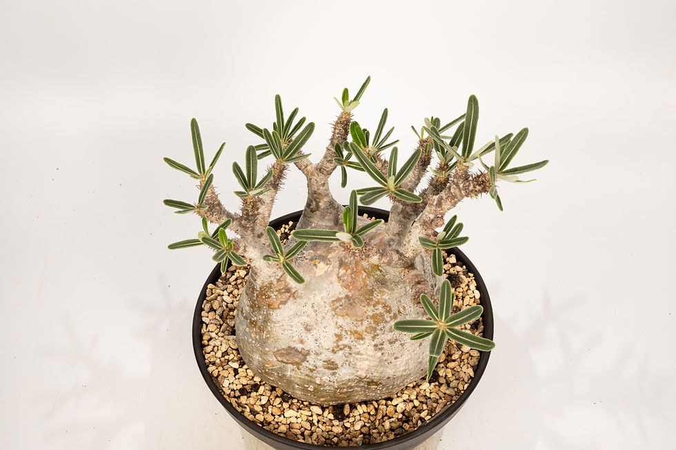 サムネイル： Pachypodium Gracilius パキポディウム グラキリス