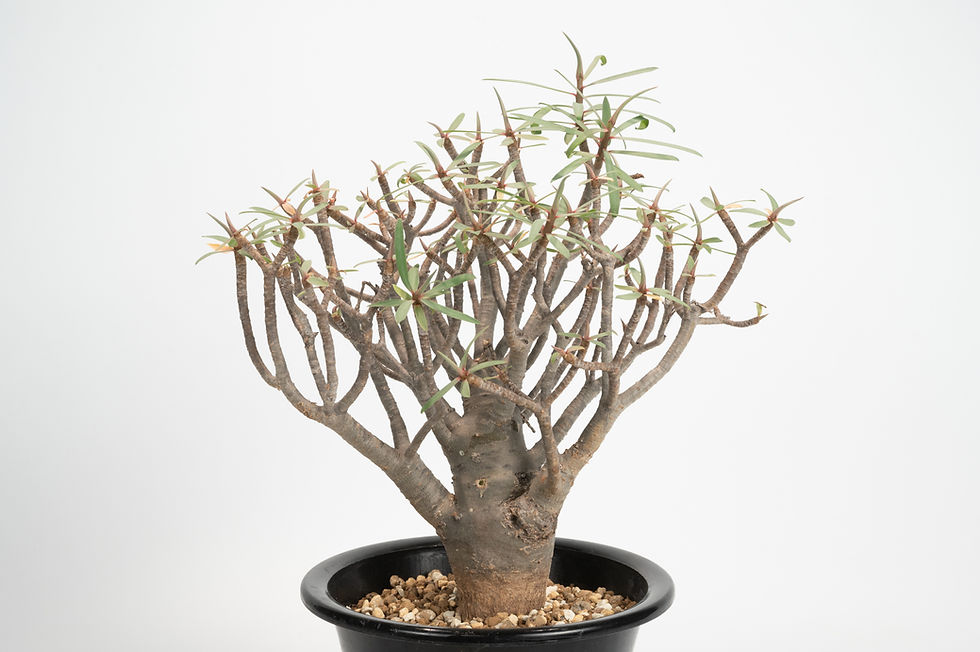 サムネイル： Euphorbia balsamifera　ユーフォルビア　バルサミフェラ