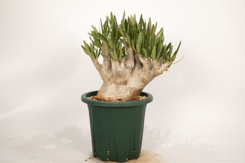 Pachypodium rosulatum var. inopinatum イノピナツム | Cactus Green