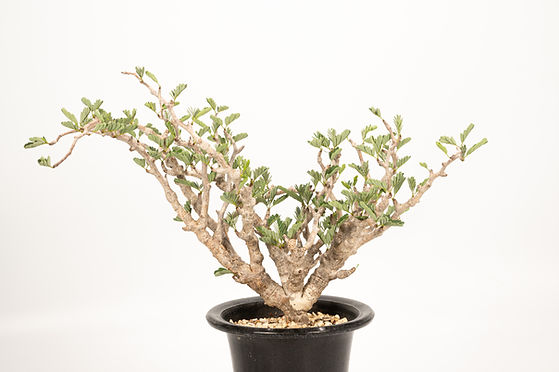 Senna meridionalis センナ メリディオナリス | Cactus Green Senna meridionalis センナ メリディオナリス | Cactus Green