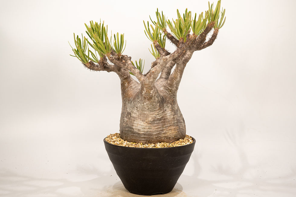 サムネイル： Pachypodium Gracilius パキポディウム グラキリス