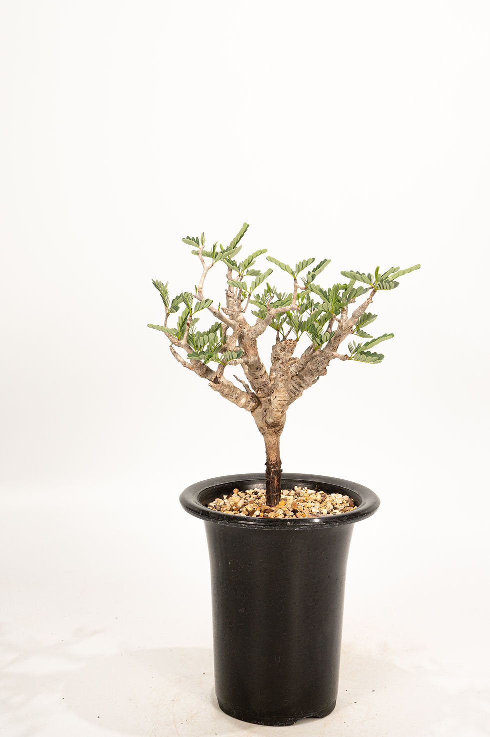 サムネイル： Senna meridionalis センナ メリディオナリス
