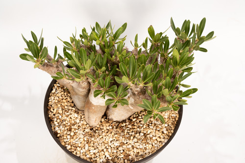 ブレビカリックス isla del pescado - Pachypodium densiflorum var. brevicalyx