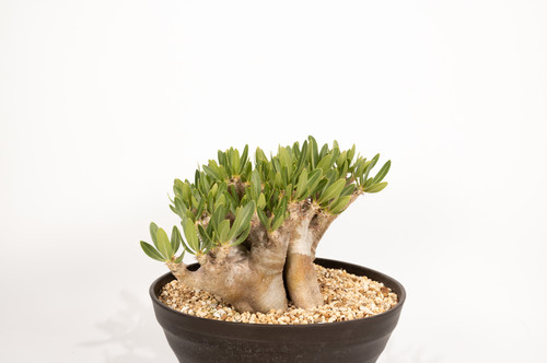 Pachypodium densiflorum var. brevicalyx ブレビカリックス