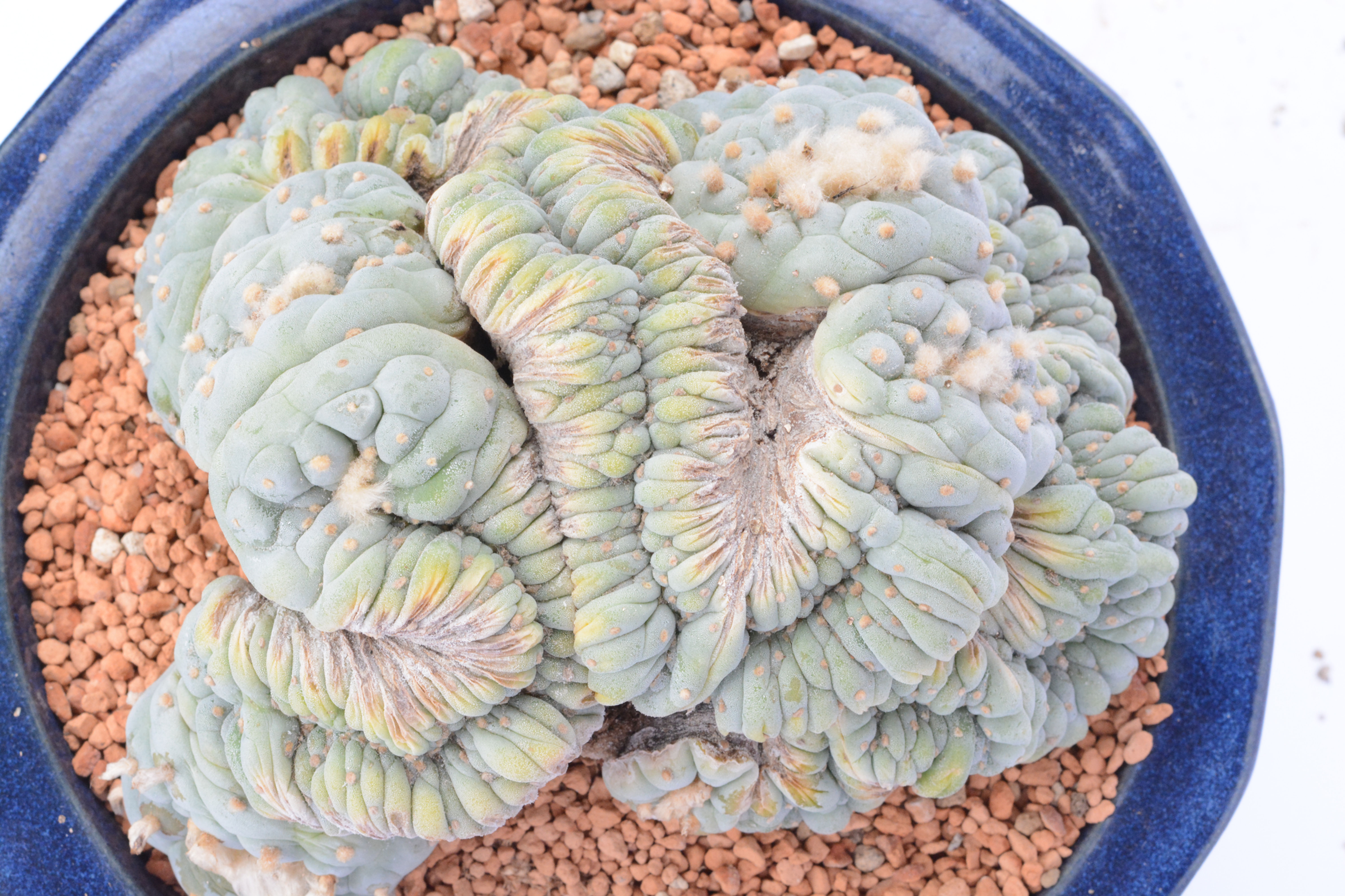 大疣銀冠玉綴化