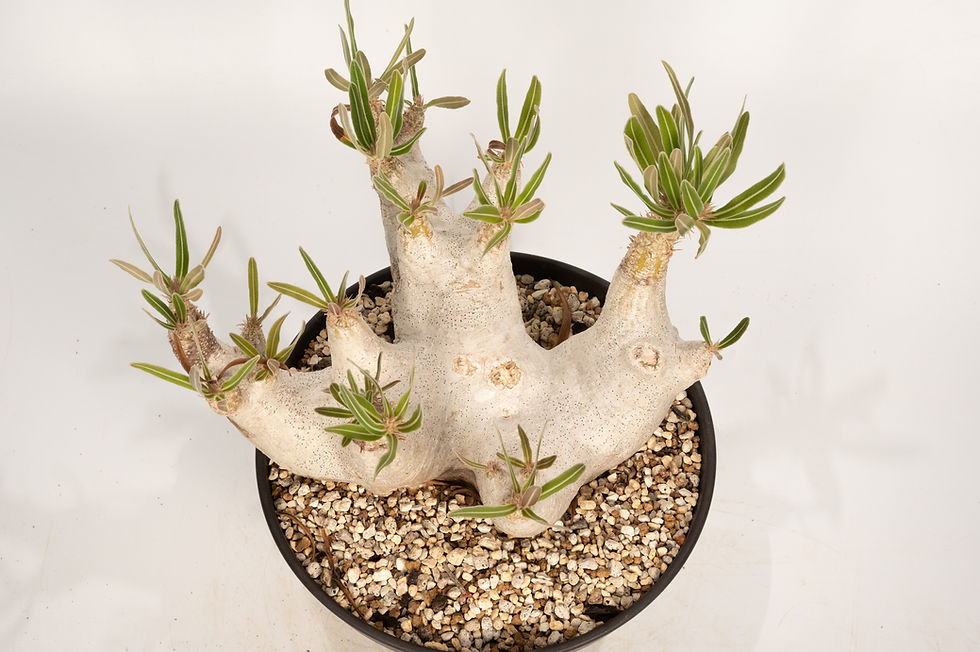 サムネイル： Pachypodium rosulatum var. inopinatum　イノピナツム