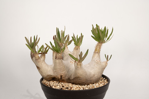 Pachypodium rosulatum var. inopinatum イノピナツム | Cactus Green