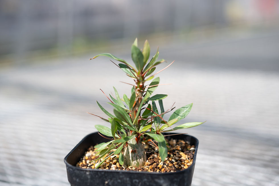 極太・良色　フォークイエリアプルプシー　Fouquieria purpusii Fouquieria purpusii /フォークイエリア プルプシー（S130