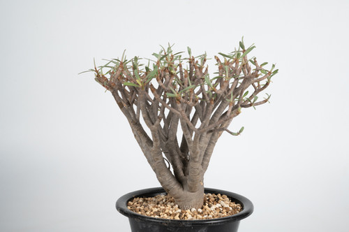 Euphorbia balsamifera ユーフォルビア バルサミフェラ | Cactus Green