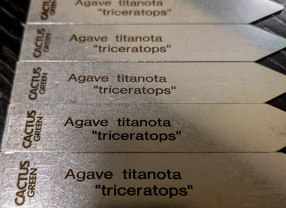 CACTUS GREEN triceratops トリケラトプス 正規タグ付き Agave titanota 