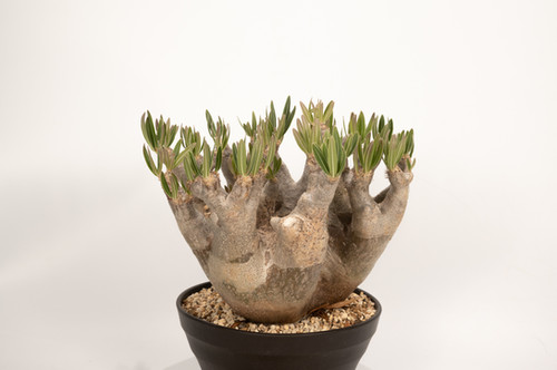 Pachypodium rosulatum var. inopinatum イノピナツム | Cactus Green