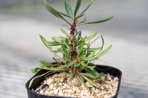 Fouquieria purpusii フォークイエリア プルプシー | Cactus Green