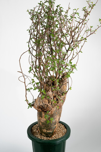 Bursera fagaroides ブルセラ ファガロイデス | Cactus Green