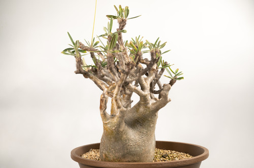 Pachypodium Gracilius パキポディウム グラキリス | Cactus Green