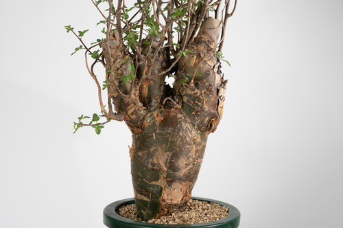 ブルセラ ファガロイデス Bursera fagaroides ブルセラ ファガロイデス Bursera fagaroides no.90121 | 芽の巣山