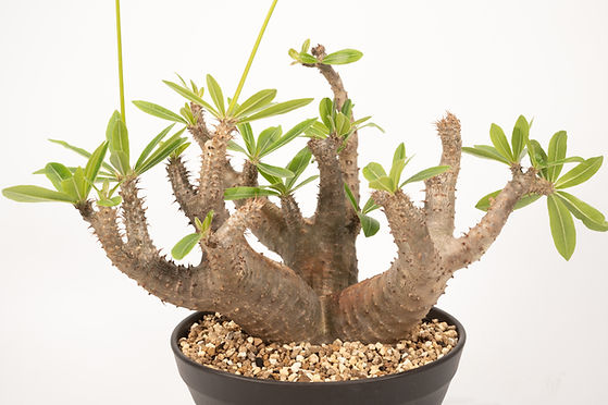 Pachypodium makayense パキポディウム マカイエンセ | Cactus Pachypodium makayense パキポディウム マカイエンセ | Cactus