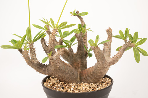 Pachypodium makayense パキポディウム　マカイエンセ パキポディウム マカイエンセ / Pachypodium makayense #4 | Duc
