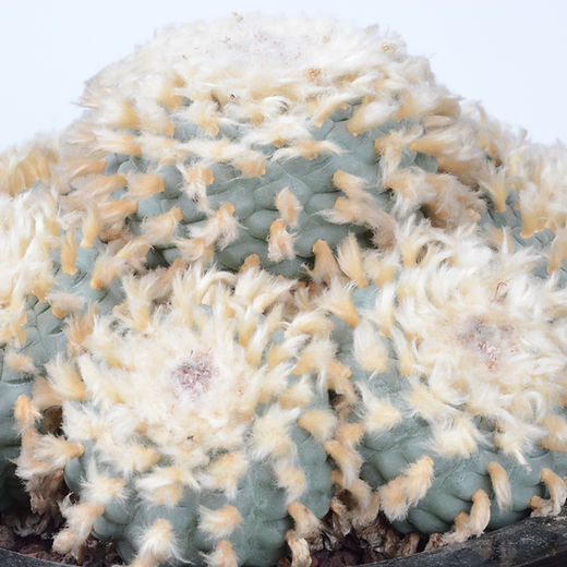 CACTUS | サボテン | CACTUS GREEN［カクタスグリーン］