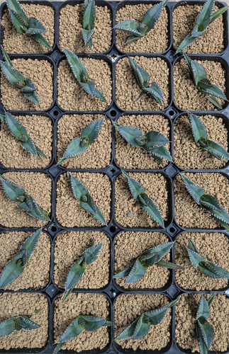 アガベ スーパーチタノタ CACTUS GREEN super titanota Agave ”super titanota” S size | Cactus Green