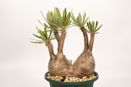 Pachypodium Gracilius パキポディウム グラキリス | Cactus Green
