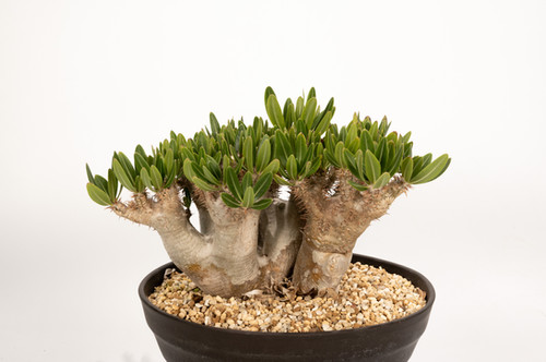 Pachypodium densiflorum var. brevicalyx ブレビカリックス | Cactus