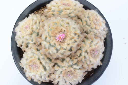 輸入多毛銀冠玉大群生 | Cactus Green