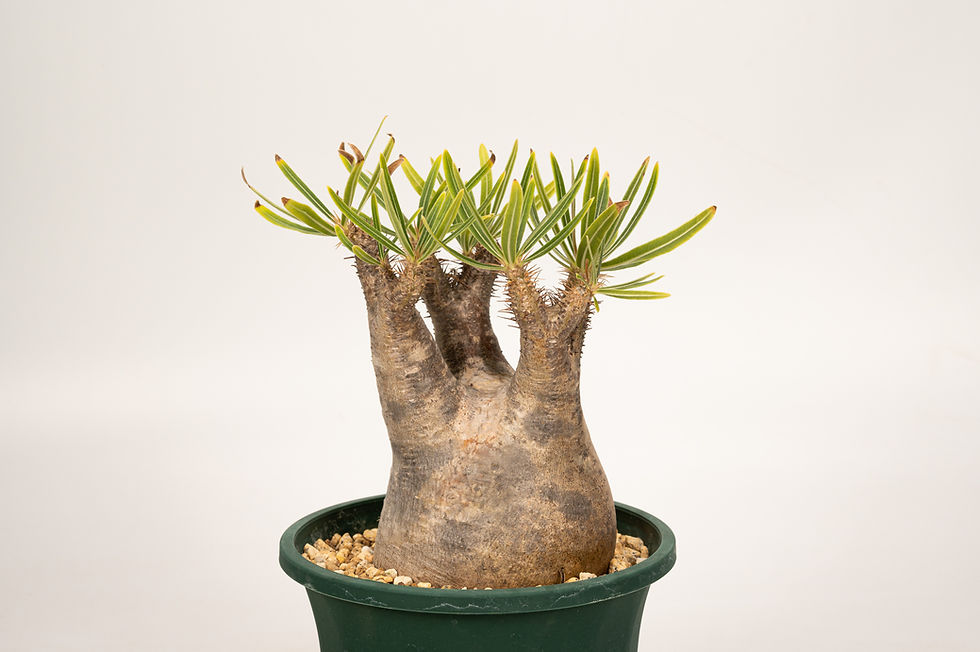 サムネイル： Pachypodium Gracilius パキポディウム グラキリス