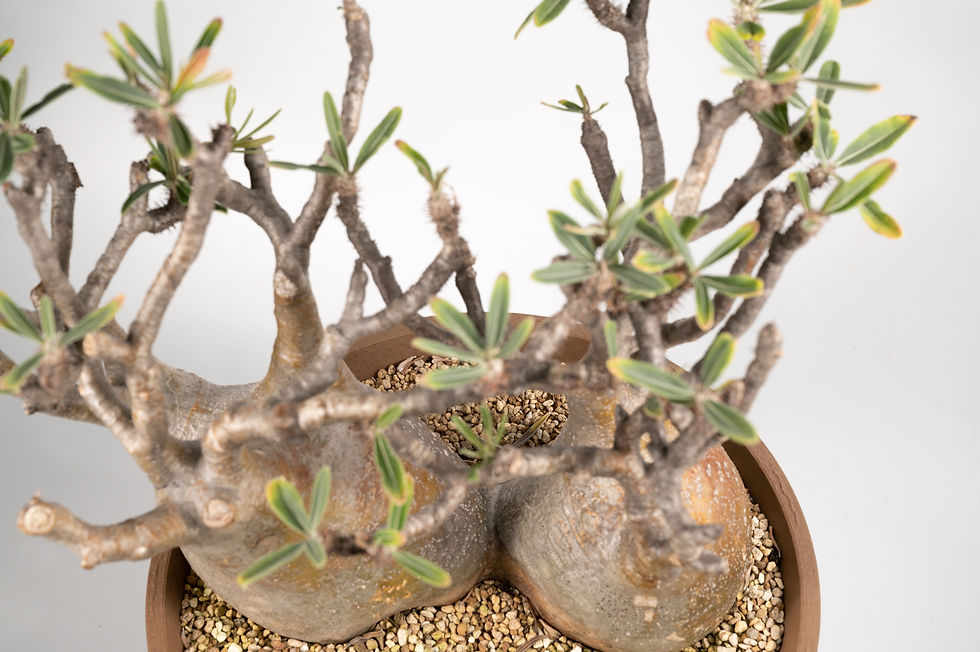 サムネイル： Pachypodium Gracilius パキポディウム グラキリス