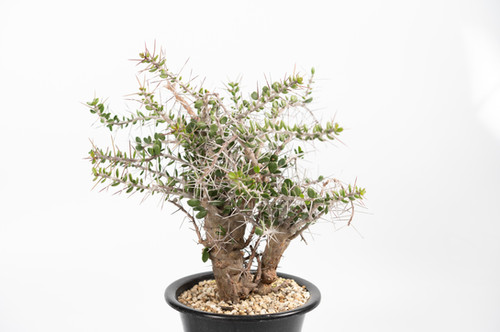 Alluaudia comosa アローディア コモサ | Cactus Green