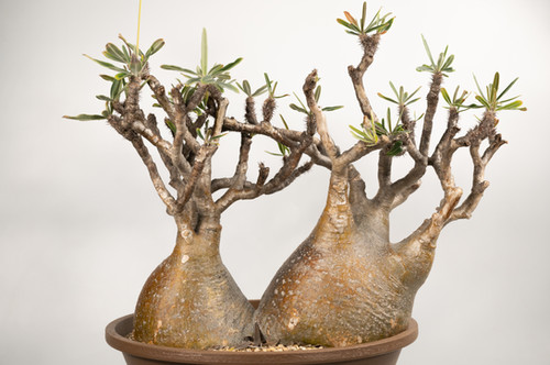 Pachypodium Gracilius パキポディウム グラシリウス Pachypodium Gracilius パキポディウム グラシリウス