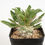 サムネイル： Pachypodium namaquanum　パキポディウム　光堂